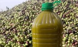 زيت الزيتون أمام نقص اليد العاملة والمنافسة الإسبانية