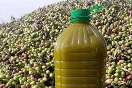 زيت الزيتون أمام نقص اليد العاملة والمنافسة الإسبانية